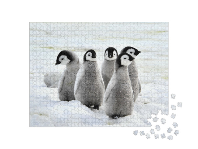 Puzzle 1000 Teile „Kaiserpinguin-Küken auf dem Schnee, Antarktis“