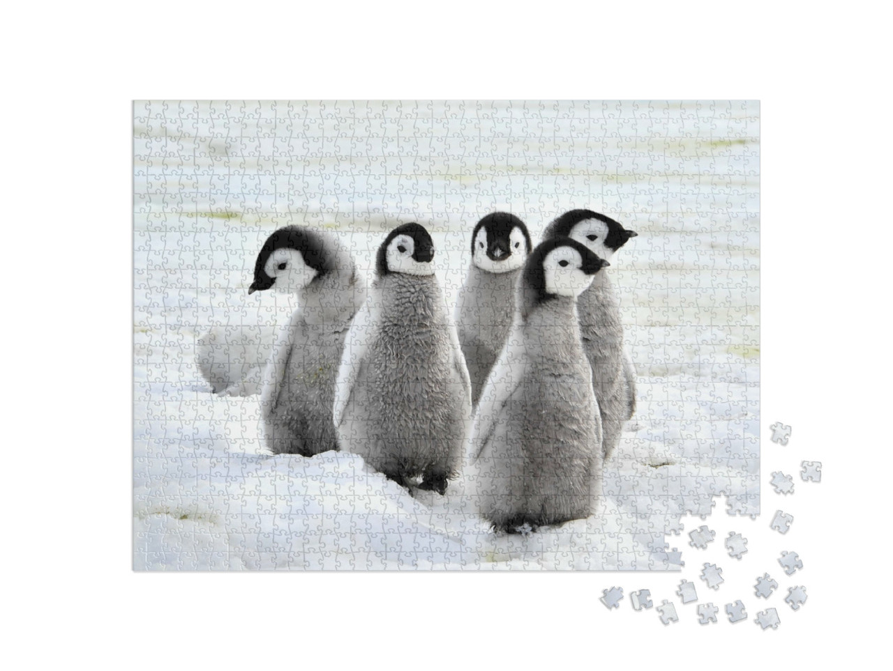 Puzzle 1000 Teile „Kaiserpinguin-Küken auf dem Schnee, Antarktis“