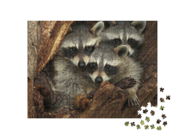 Puzzle 1000 Teile „Drei kuschelige Waschbären in einer Baumhöhle“
