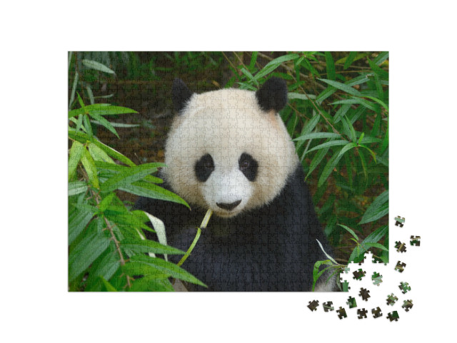 Puzzle 1000 Teile „Riesenpandabär im Bambus, Chengdu, China“