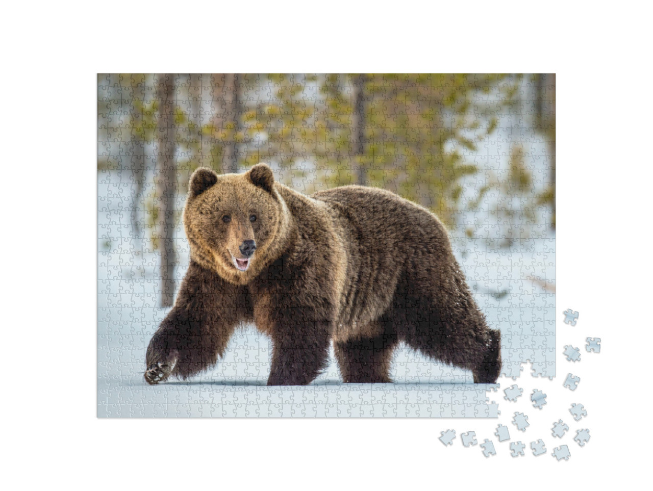 Puzzle 1000 Teile „Wilder erwachsener Braunbär streift durch den Winterwald“