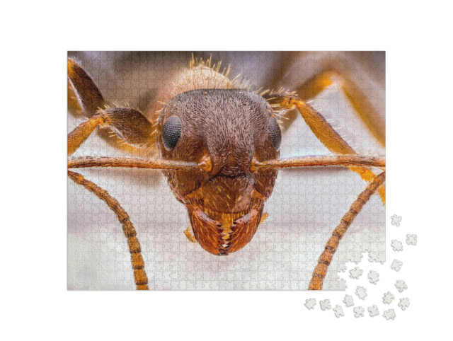 Puzzle 1000 Teile „Winzige rote Ameise in Nahaufnahme“