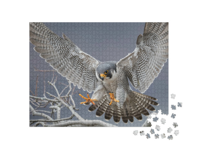 Puzzle 1000 Teile „Wanderfalke in New Jersey“