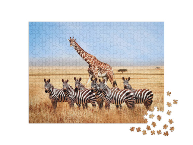 Puzzle 1000 Teile „Gruppe von Zebras und Giraffe in der afrikanischen Savanne, Tansania“