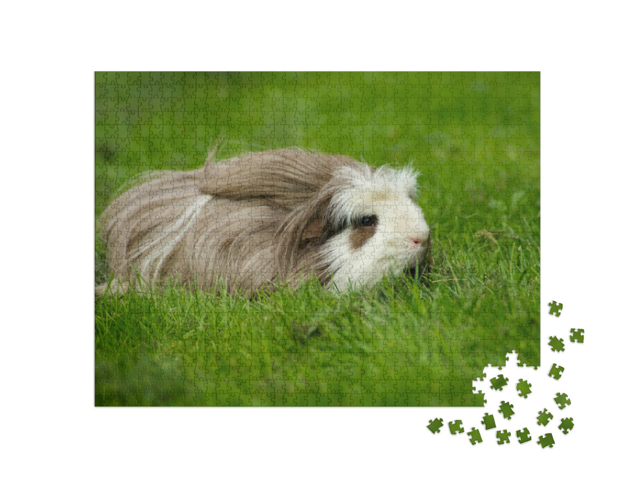 Puzzle 1000 Teile „Meerschweinchen, langhaarig mit Kamm“