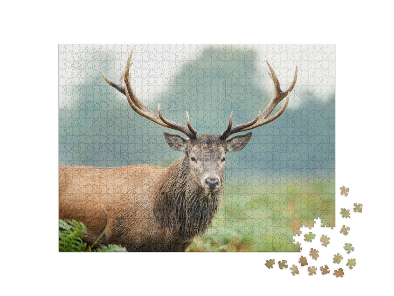 Puzzle 1000 Teile „Nahaufnahme eines Rothirsches“