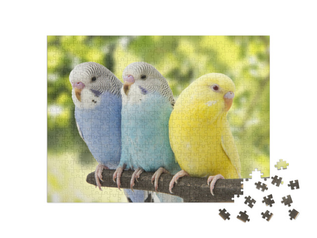 Puzzle 500 Teile „Drei Wellensittiche auf einem Ast“