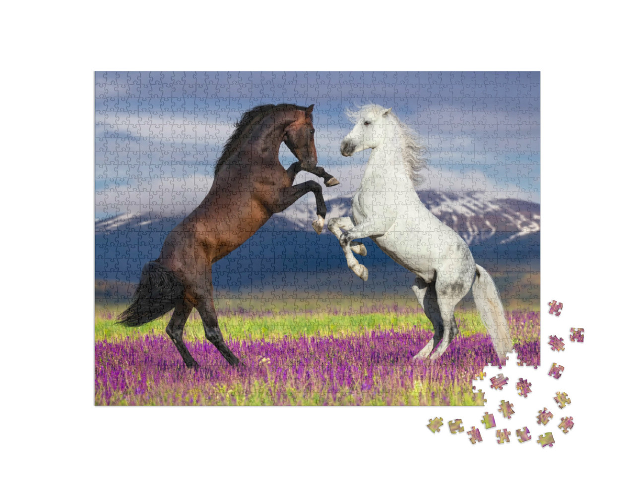 Puzzle 1000 Teile „Wilde Schönheit: Zwei tanzende Pferde“