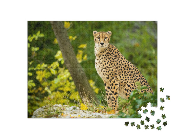 Puzzle 1000 Teile „Nahaufnahme eines ruhenden Geparden“
