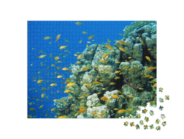Puzzle 1000 Teile „Anthias Fahnenbarsche am tropischen Korallenriff im Roten Meer, Ägypten“