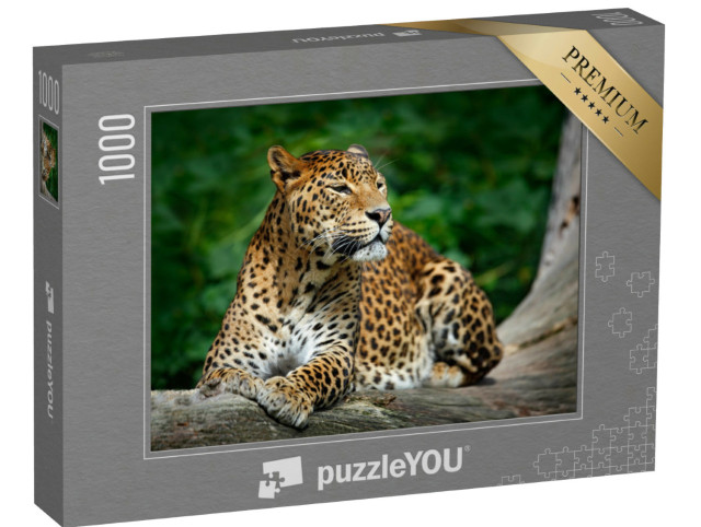 Puzzle 1000 Teile „Leopard im Yala-Nationalpark, Sri Lanka“