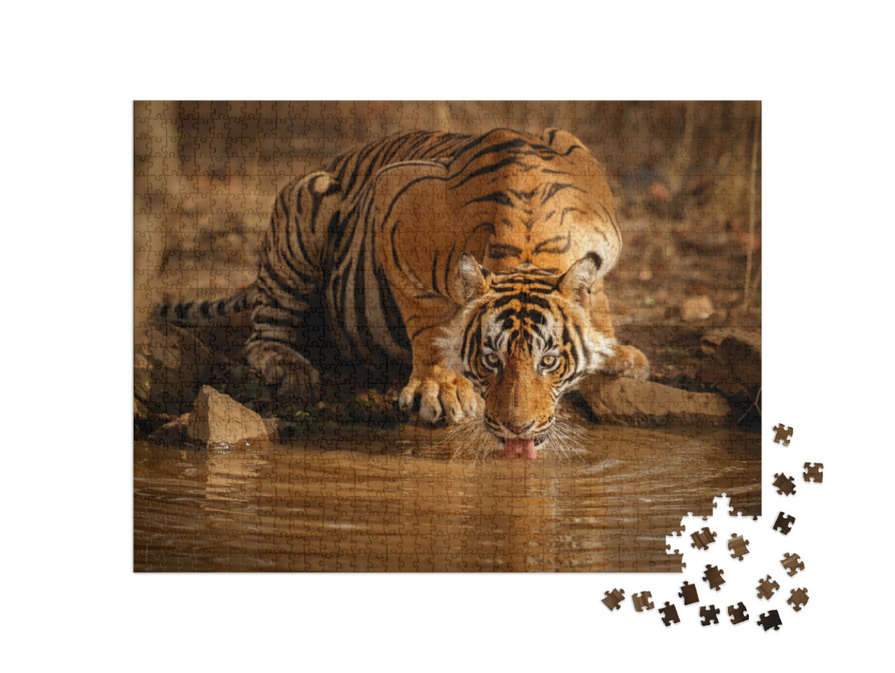 Puzzle 1000 Teile „Tiger in der Natur: Tigermännchen trinkt Wasser in Rajasthan, Indien“