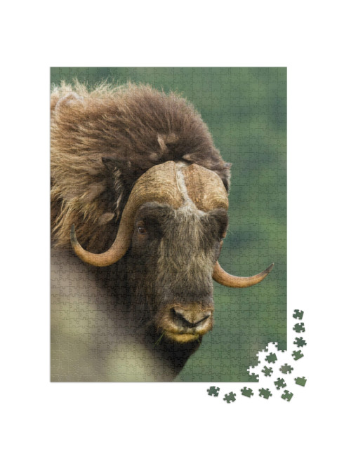Puzzle 1000 Teile „Großer Moschusoxe, Norwegen“
