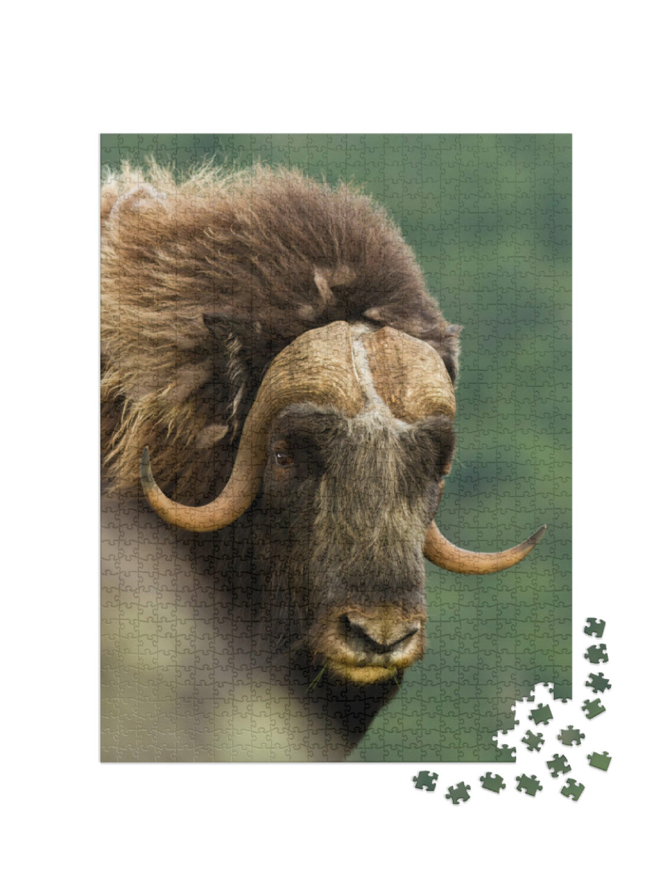 Puzzle 1000 Teile „Großer Moschusoxe, Norwegen“
