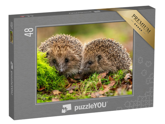 Puzzle 48 Teile „Zwei Igel kuscheln im Moos und Laub“