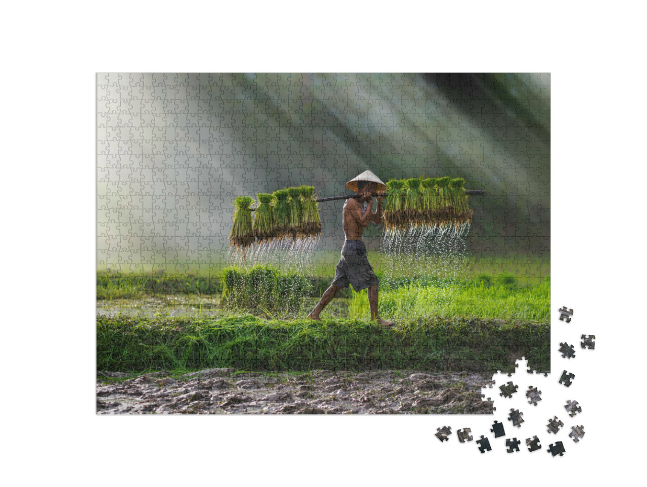 Puzzle 1000 Teile „Reis wird gepflanzt: Landwirtschaft in Vietnam, Reisfeld“