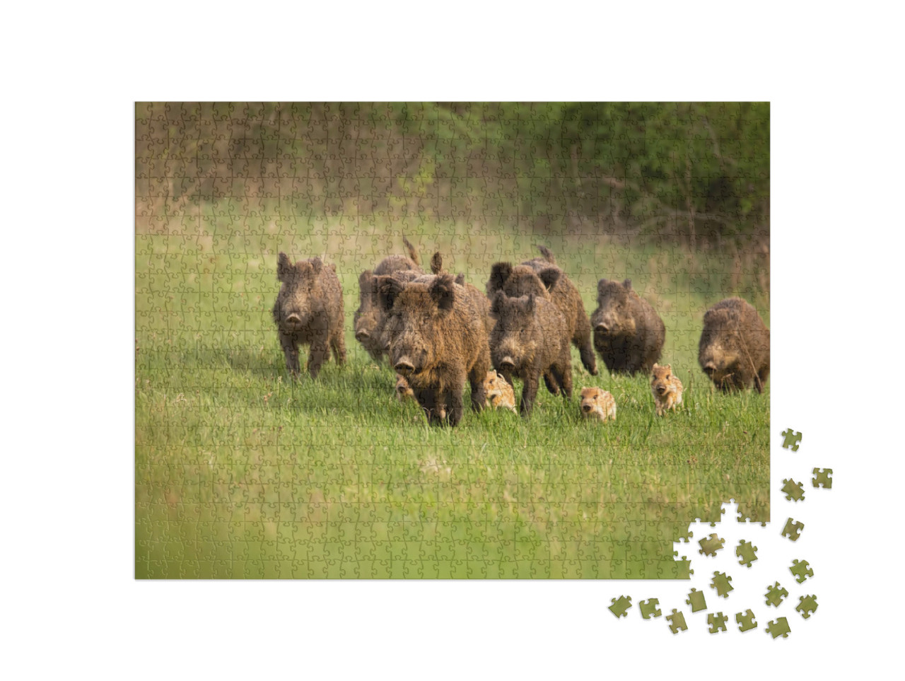 Puzzle 1000 Teile „Gruppe von Wildschweinen im Frühling“