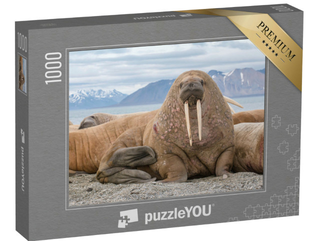Puzzle 1000 Teile „Das Walross als einer der größten Flossenfüßer“