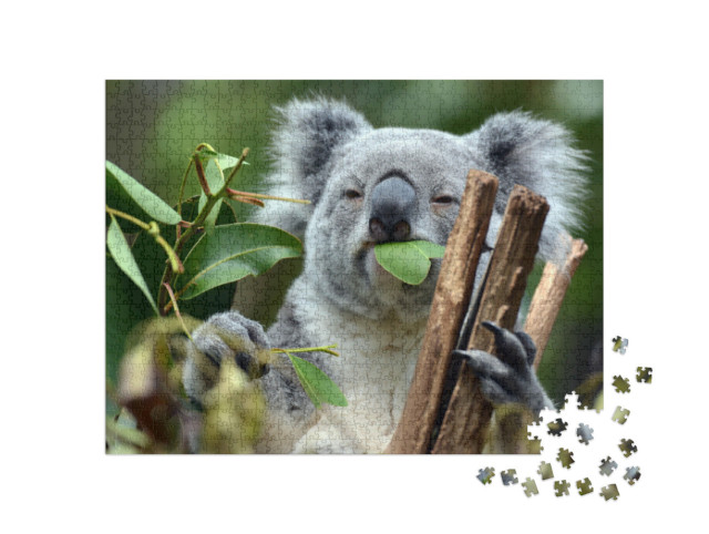 Puzzle 1000 Teile „Koala im Lone Pine Koala-Schutzgebiet in Brisbane“