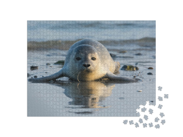 Puzzle 1000 Teile „Seehundwelpe am Strand von Helgoland“