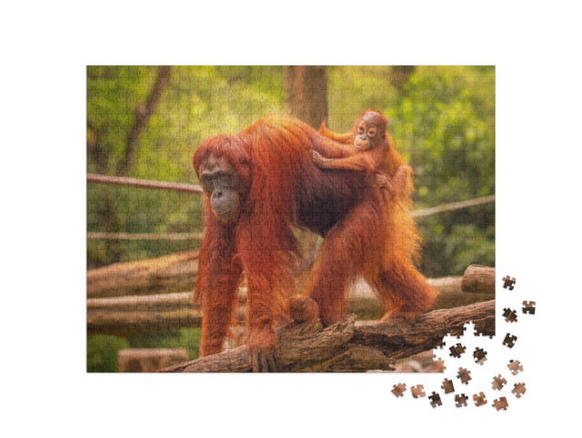 Puzzle 1000 Teile „Orang-Utan-Junges auf dem Rücken seiner Mutter“
