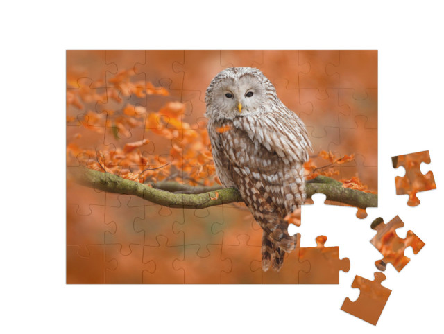 Puzzle 48 Teile „Herbstaufnahme mit Eule, Uralkauz, sitzt auf Ast im Eichenwald, Norwegen“