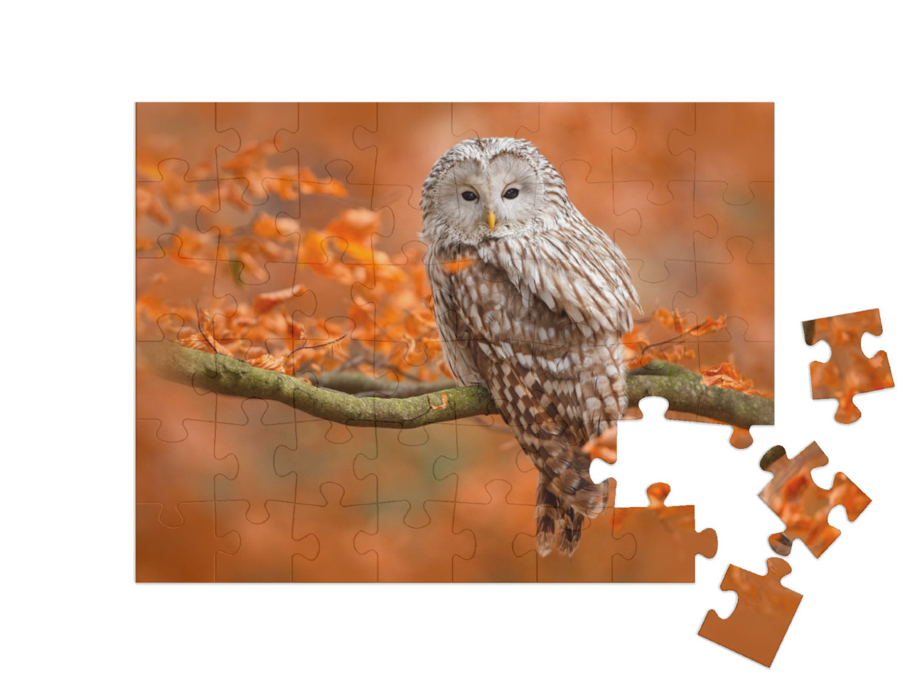 Puzzle 48 Teile „Herbstaufnahme mit Eule, Uralkauz, sitzt auf Ast im Eichenwald, Norwegen“
