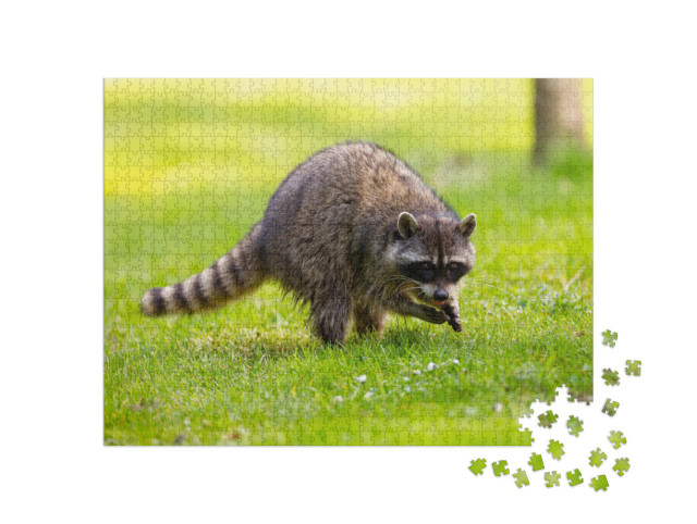Puzzle 1000 Teile „Waschbär im Stanley Park, British Columbia, Kanada“
