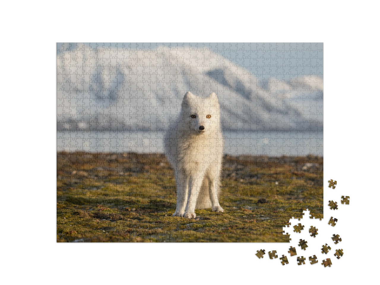 Puzzle 1000 Teile „Polarfuchs in den Strahlen des Sonnenuntergangs“