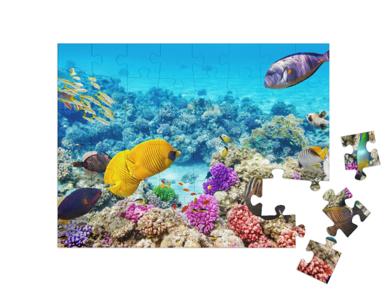 Puzzle 48 Teile „Die Unterwasserwelt mit Korallen und tropischen Fischen“