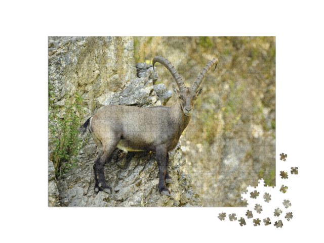 Puzzle 1000 Teile „Steinbock an einer Felswand stehend “