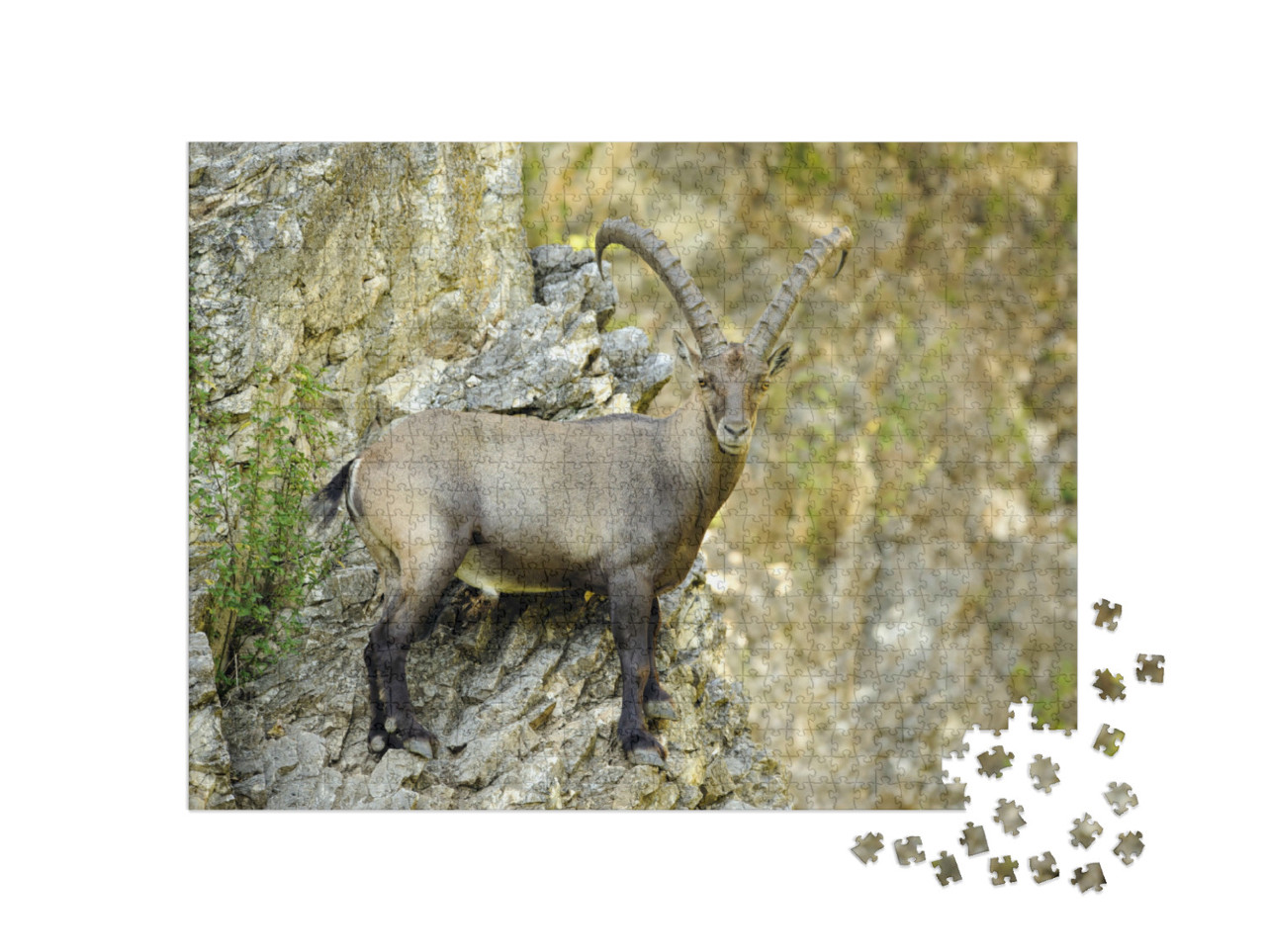 Puzzle 1000 Teile „Steinbock an einer Felswand stehend “