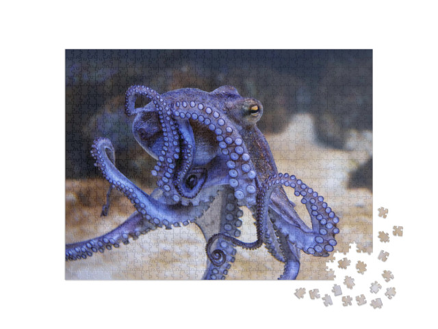 Puzzle 1000 Teile „Blauer Oktopus in einem Aquarium“