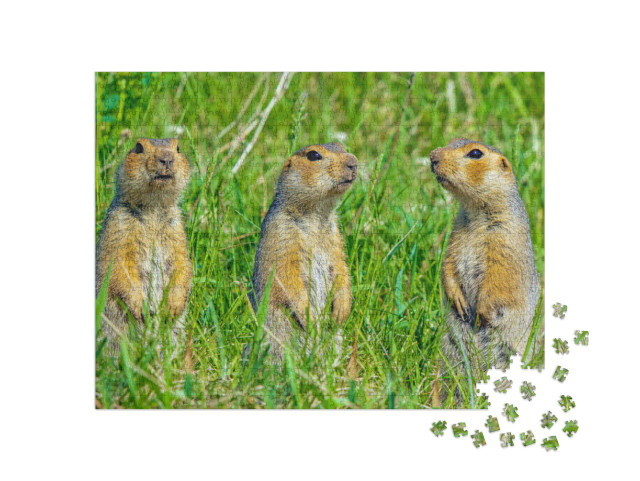 Puzzle 1000 Teile „Familie von Erdhörnchen “