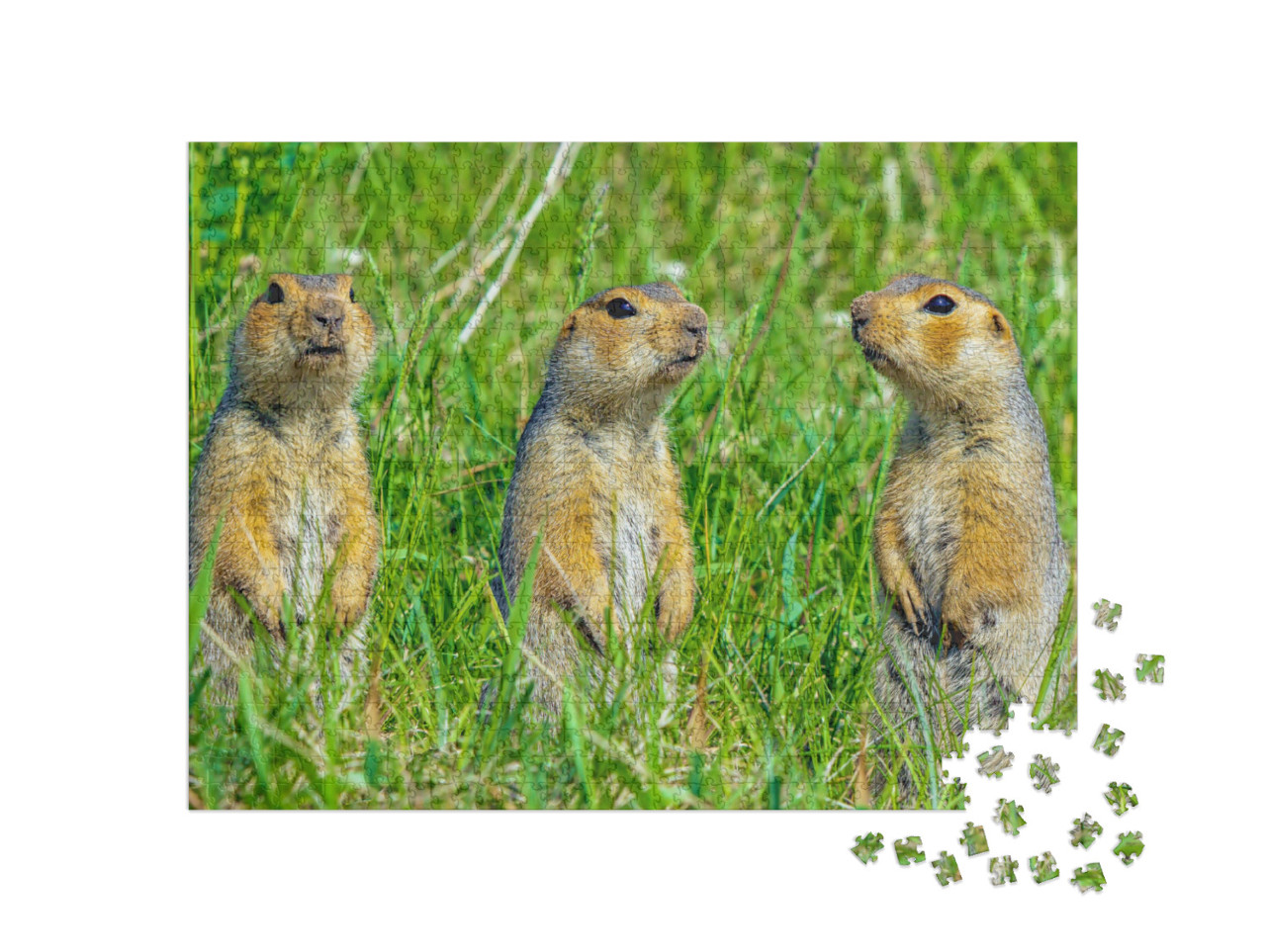 Puzzle 1000 Teile „Familie von Erdhörnchen “