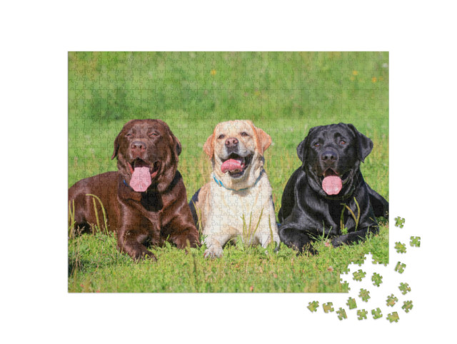 Puzzle 1000 Teile „Schwarzer, hellbrauner und brauner Labrador Retriever auf einer Wiese“