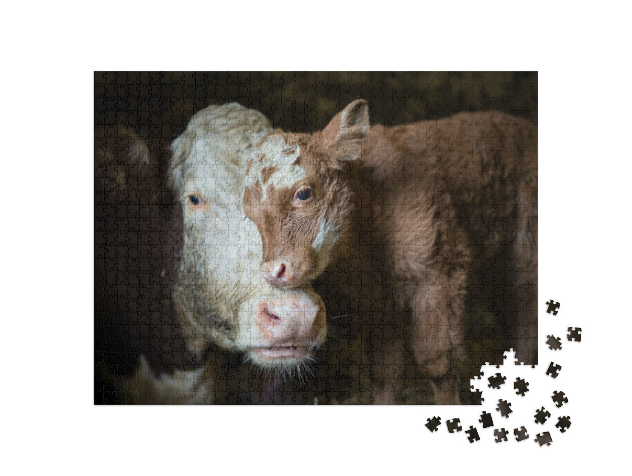 Puzzle 1000 Teile „Kuh und Kalb kuscheln im Stall“