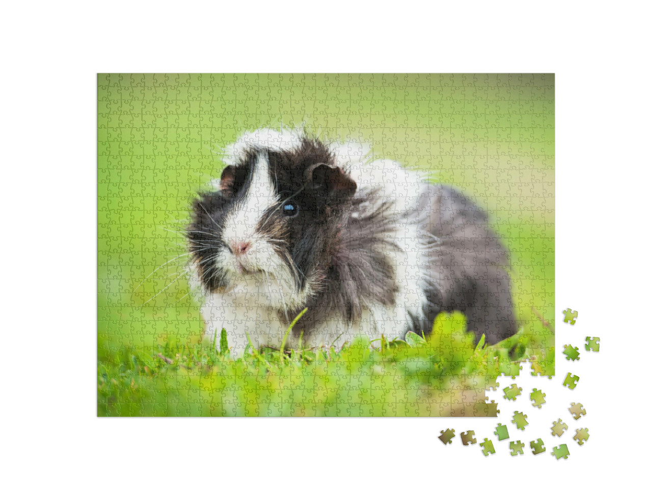 Puzzle 1000 Teile „Meerschweinchen im Freien“