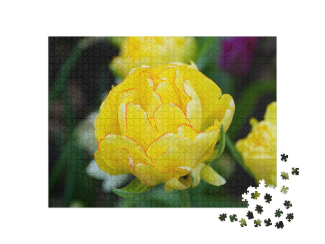 Puzzle 1000 Teile „Nahaufnahme einer gelben Tulpe“