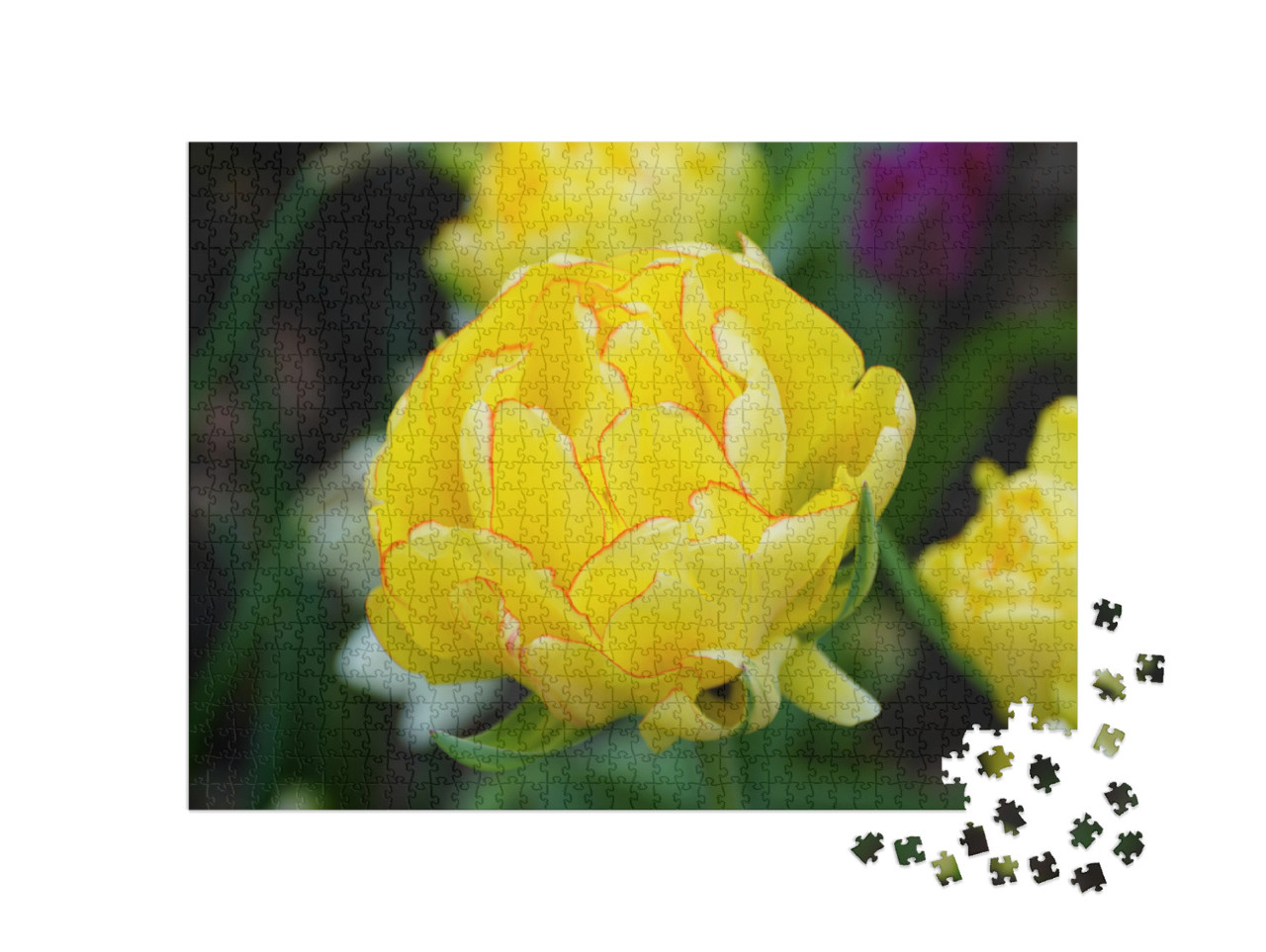 Puzzle 1000 Teile „Nahaufnahme einer gelben Tulpe“