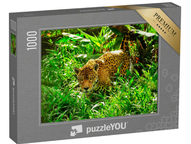 Puzzle 1000 Teile „Ein erwachsener Jaguar auf der Pirsch im Gras“