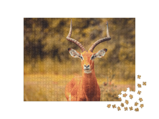 Puzzle 1000 Teile „Impala-Antilope“