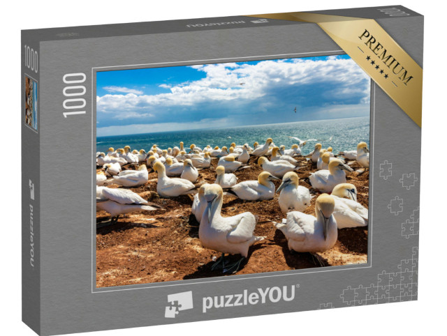 Puzzle 1000 Teile „Ruhender Vogelschwarm auf der Insel Helgoland, Deutschland“