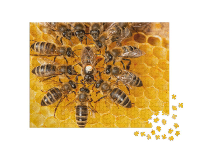 Puzzle 1000 Teile „Bienenkönigin umgeben von Arbeiterinnen“