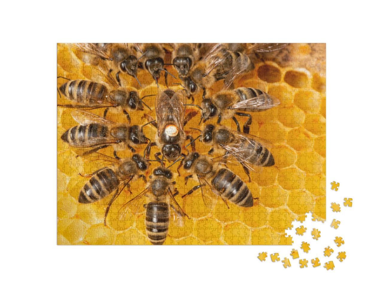 Puzzle 1000 Teile „Bienenkönigin umgeben von Arbeiterinnen“