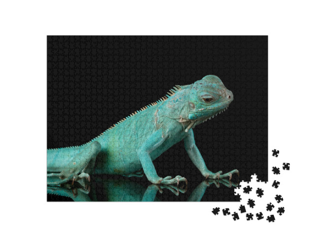 Puzzle 1000 Teile „Blauer Leguan “