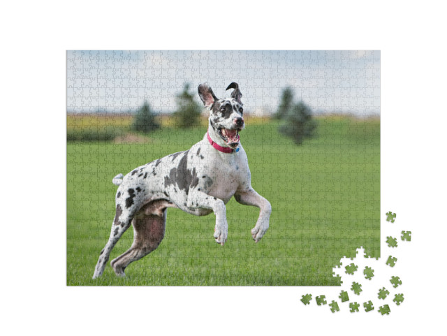 Puzzle 1000 Teile „Deutsche Dogge beim Toben auf der Wiese“
