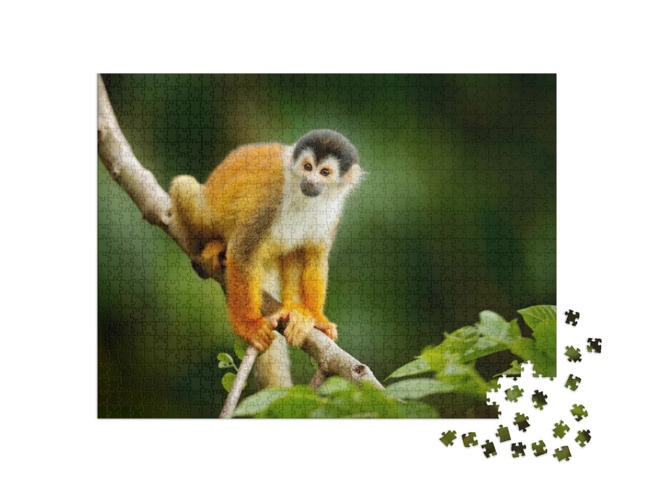 Puzzle 1000 Teile „Totenkopfäffchen, Saimiri oerstedii, Costa Rica“