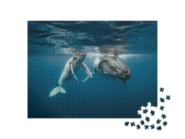 Puzzle 1000 Teile „Eine Buckelwal-Mutter und ihr Kalb im kristallklaren Wasser“