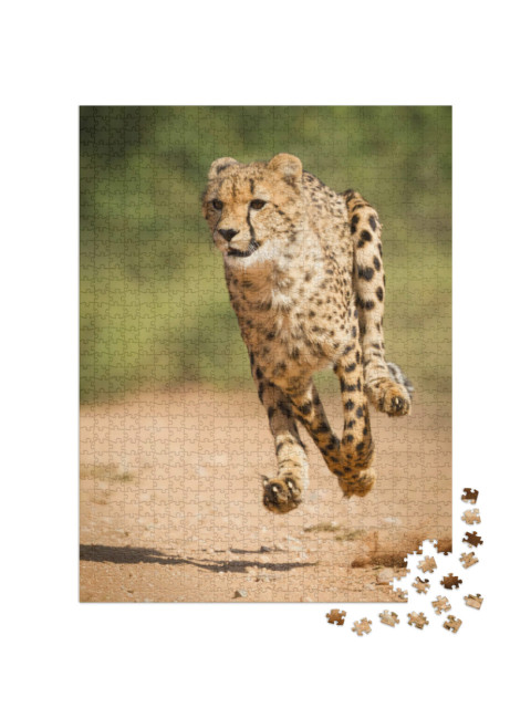 Puzzle 1000 Teile „Schneller Gepard, Kruger Park, Südfrika“